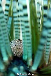 Urchin Macro - F4 1/60 ISO 200. by Stuart Ganz 